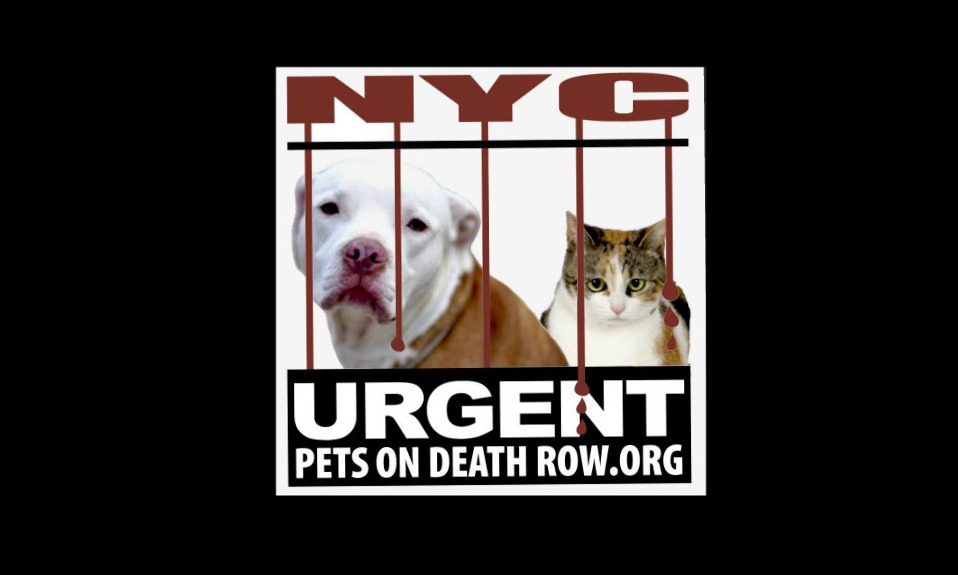 The NYC ACC Is Hiding a Dirty Secret, That's KILLING Our Animals